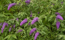 Buddleia